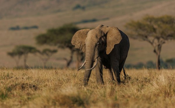 Comment organiser un safari en montgolfière dans la savane du Serengeti, Tanzanie ?